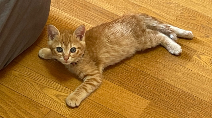 今日の猫ちゃん