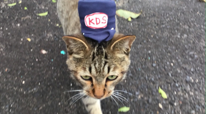 今日の猫ちゃん