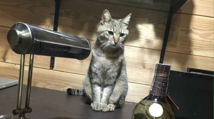 今日の猫ちゃん