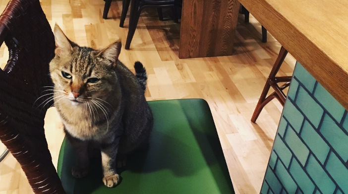 今日の猫ちゃん