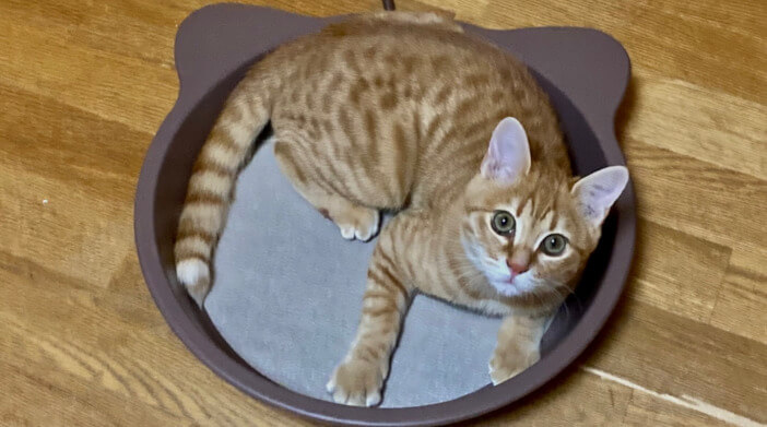 今日の猫ちゃん