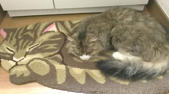 今日の猫ちゃん
