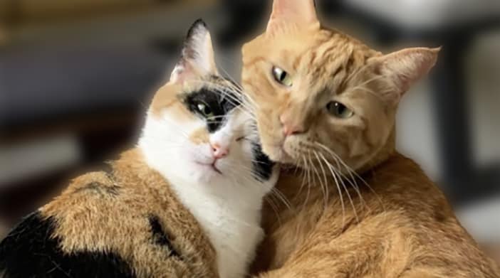 今日の猫ちゃん