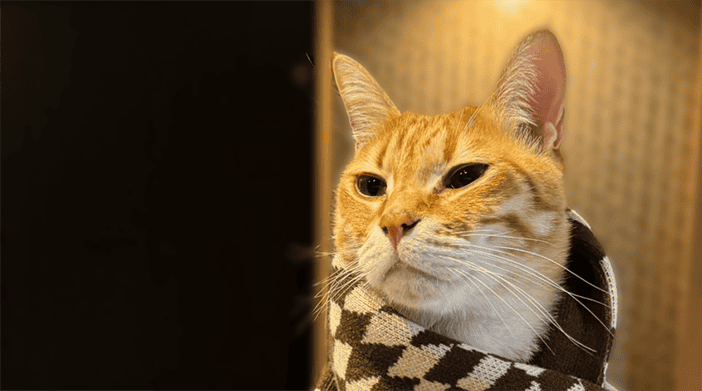 今日の猫ちゃん