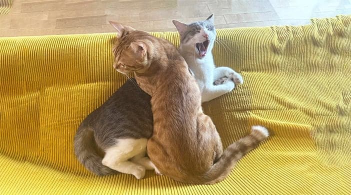 今日の猫ちゃん